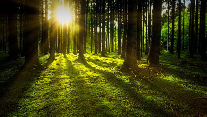 Участок леса стоимостью 1,6 млрд тенге вернули государству в Акмолинской области